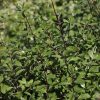 All Ornamental Shrubs * | Pittosporum Tenuifolium | 2 Litre Pot