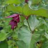 All Ornamental Shrubs * | Leycesteria Formosa Purple Rain | 2 Litre Pot