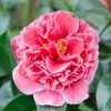 All Ornamental Shrubs * | Camellia Japonica Volunteer (Pbr) | 10 Lt Pot