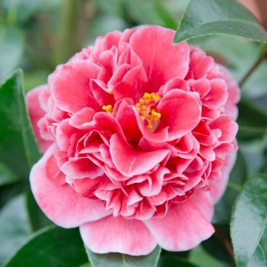 All Ornamental Shrubs * | Camellia Japonica Volunteer (Pbr) | 10 Lt Pot