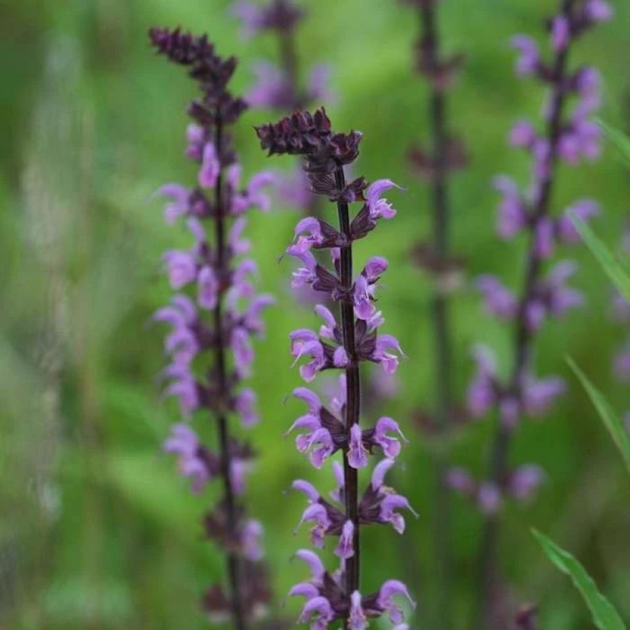 Salvia Plants * | Salvia Sylvestris Dear Anja | 9Cm Pot