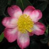 All Ornamental Shrubs * | Camellia Sasanqua Rainbow | 1.5 Litre Pot