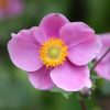 Anemone Plants * | Anemone Hupehensis Hadspen Abundance | 9Cm Pot