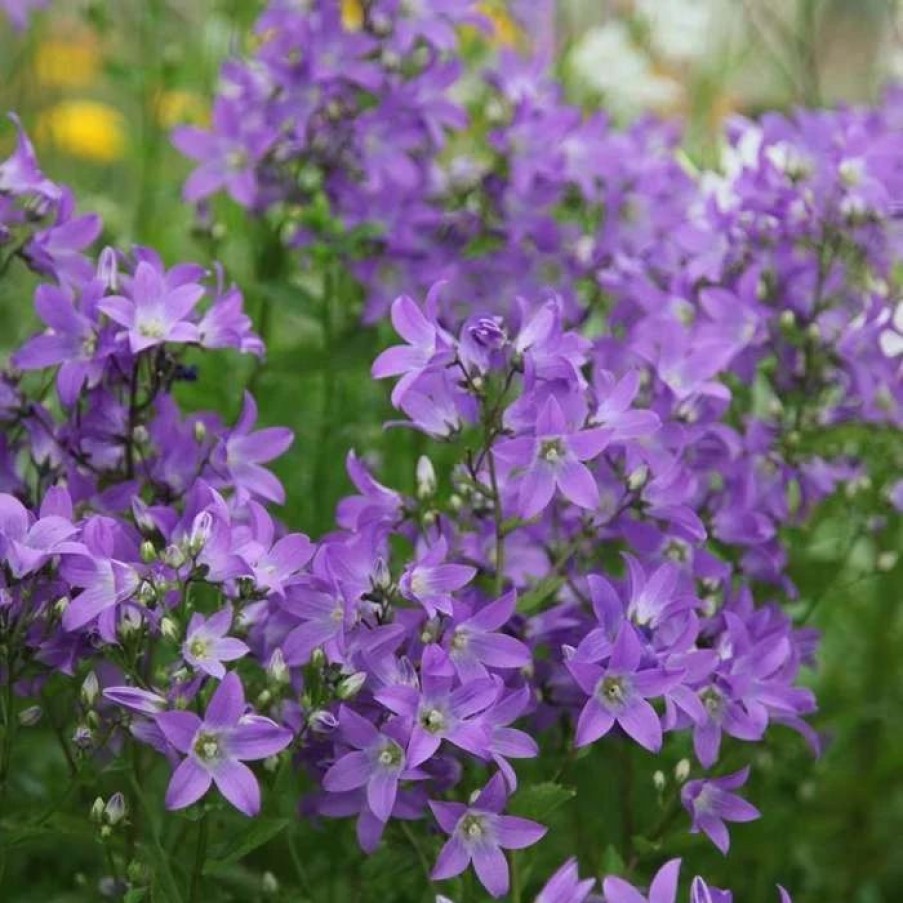 Campanula Plants * | Campanula Lactiflora Prichard'S Variety | 2L Pot