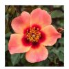 All Ornamental Shrubs * | For Your Eyes Only' Bush Rose 4L Pot