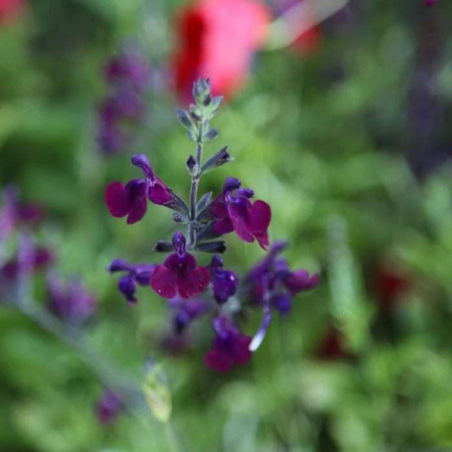 Salvia Plants * | Salvia Nachtvlinder | 9Cm Pot