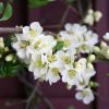 All Ornamental Shrubs * | Chaenomeles Speciosa Nivalis | 3L Pot