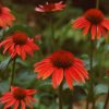 Echinacea Plants * | Echinacea Sundown (Pbr) (Big Sky Series) | 9Cm Pot