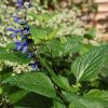 Salvia Plants * | Salvia Guaranitica Black And Blue | 2L Pot