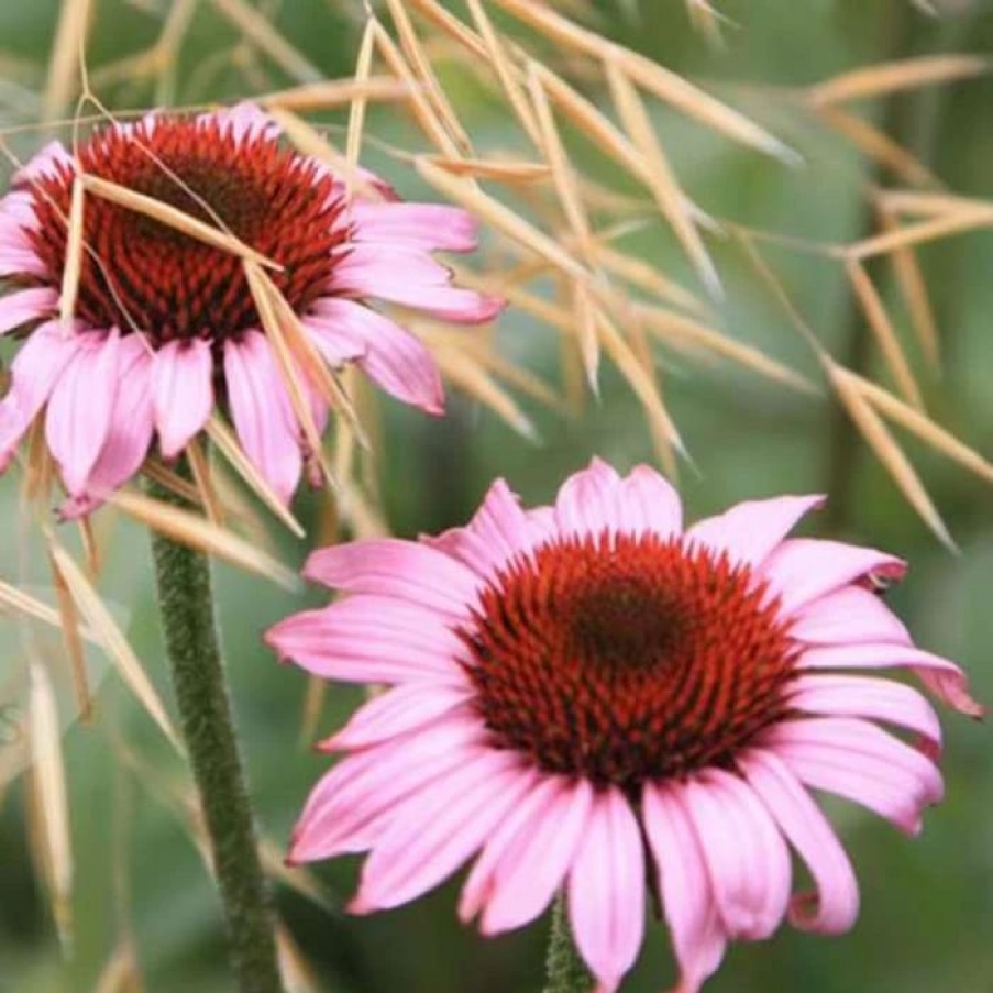 Echinacea Plants * | Echinacea Purpurea Magnus | 2L Pot