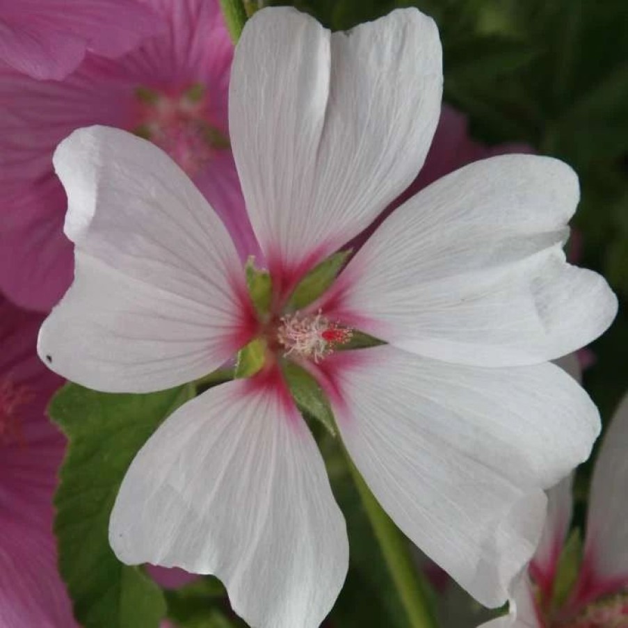 All Ornamental Shrubs * | Malva X Clementii Barnsley | 2 Litre Pot