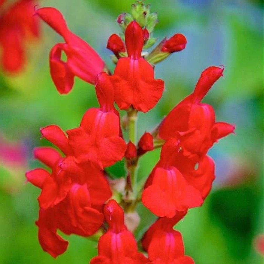 Salvia Plants * | Salvia Josh | 9Cm Pot