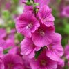 All Ornamental Shrubs * | Malva X Clementii Bredon Springs | 2 Litre Pot