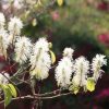 All Ornamental Shrubs * | Fothergilla Major | 2L Pot