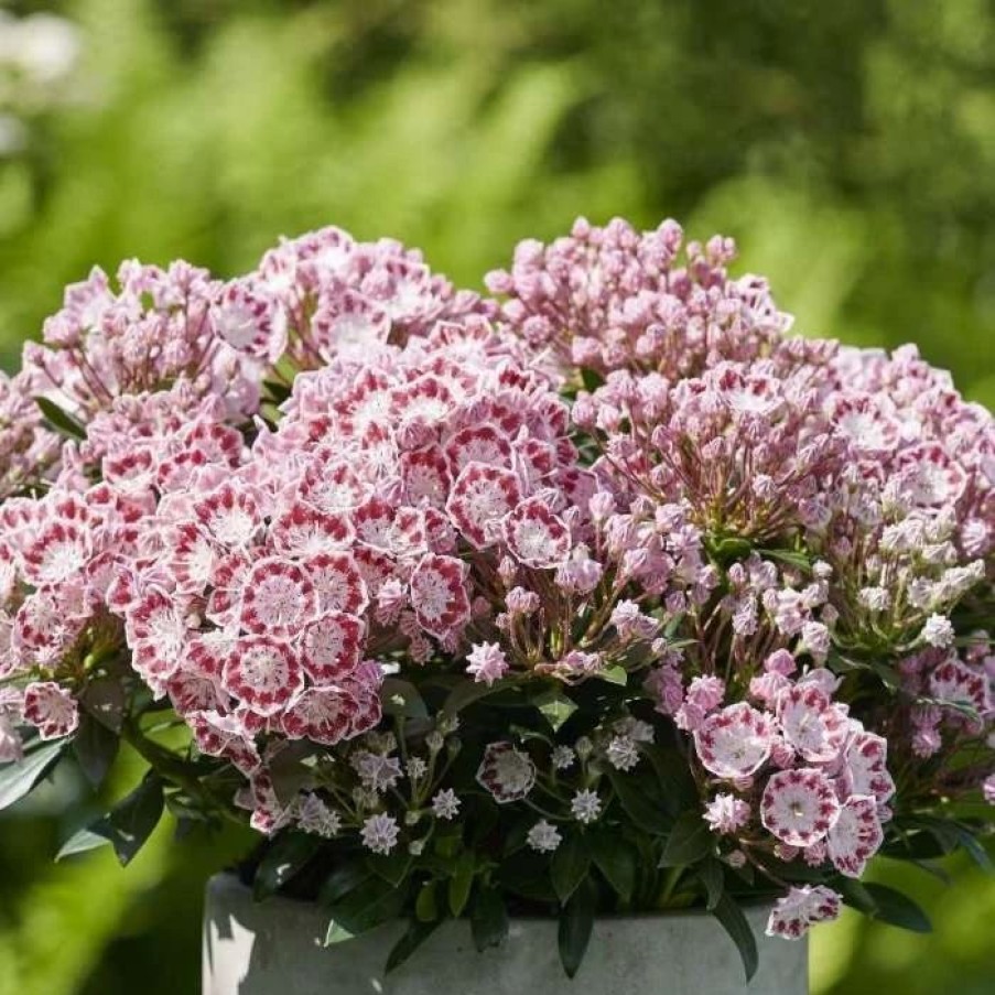 All Ornamental Shrubs * | Kalmia Latifolia Minuet | 3L Pot