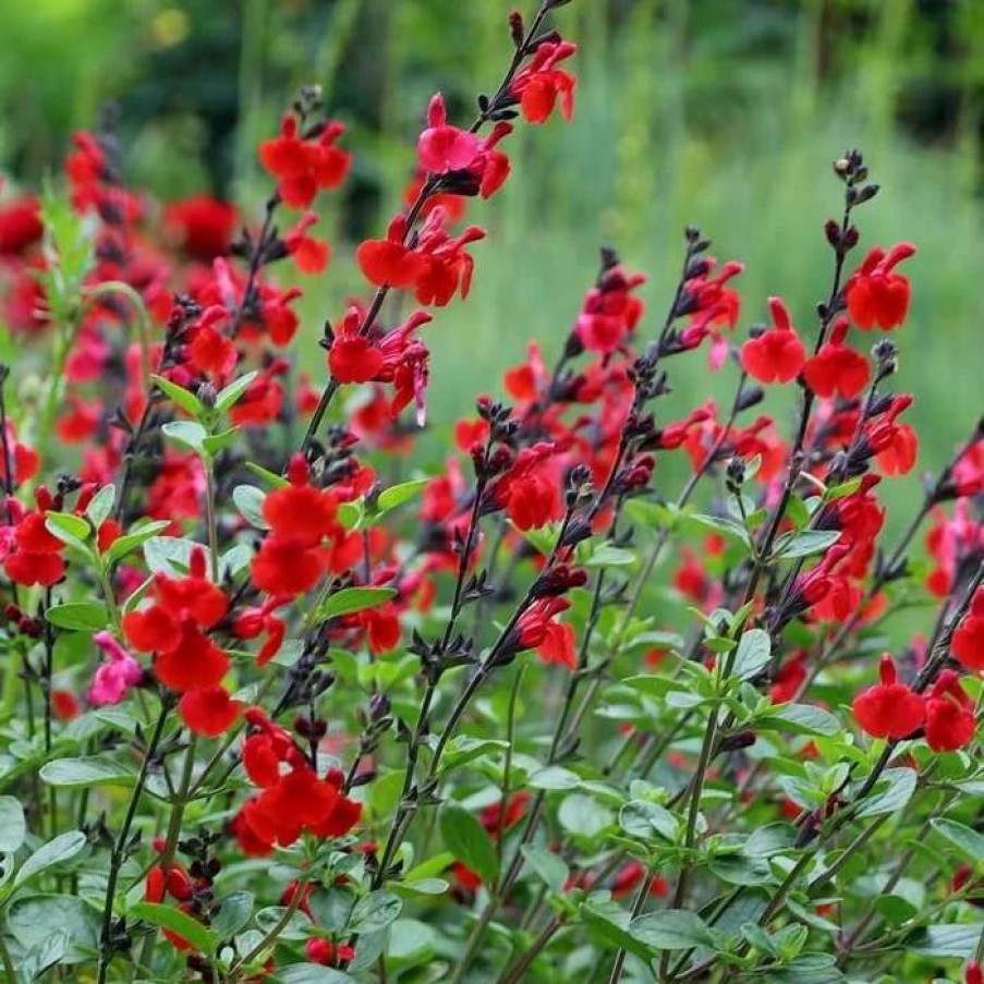 Salvia Plants * | Salvia Royal Bumble | 9Cm Pot