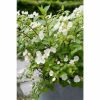 All Ornamental Shrubs * | Hydrangea Hybrid Runaway Bride | 4L Pot