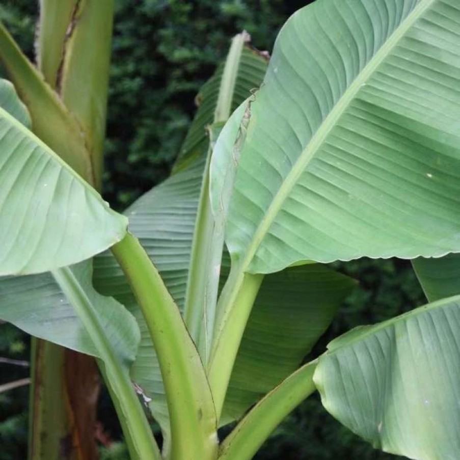 All Ornamental Shrubs * | Musa Basjoo | 2 Litre Pot