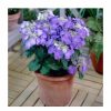 All Ornamental Shrubs * | 40Cm Hydrangea Macrophylla 'Teller Blue' | 5L Pot