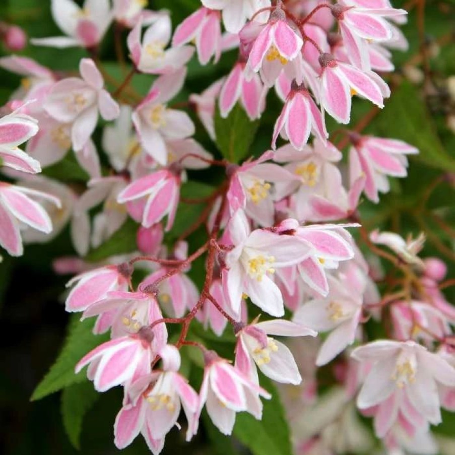 All Ornamental Shrubs * | Deutzia Rosea Yuki Cherry Blossom ('Ncdx2') (Pbr) | 3L Pot