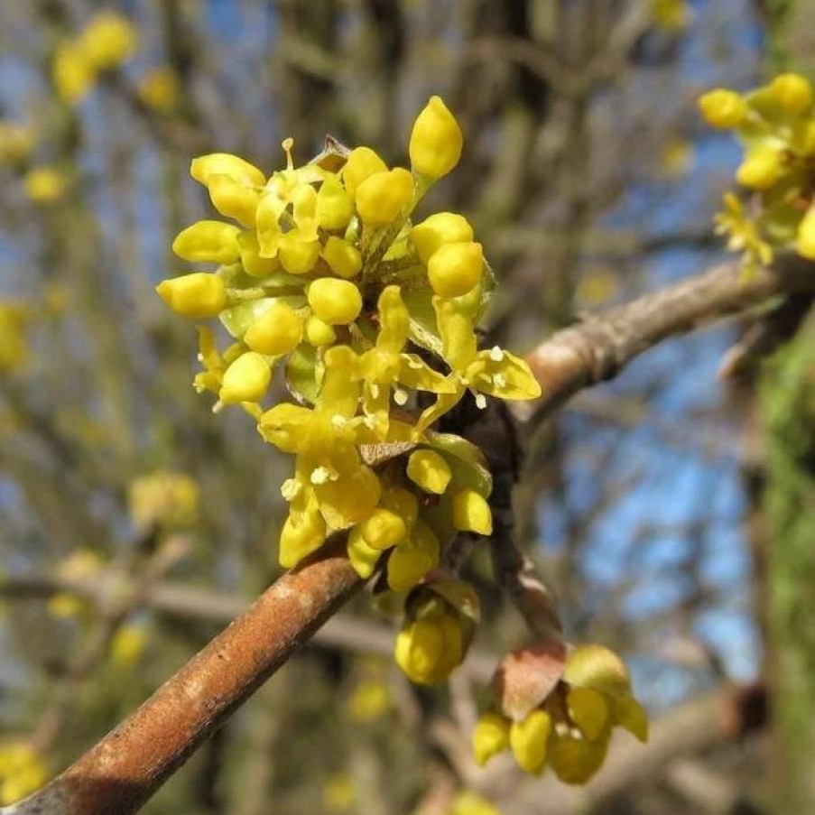 All Ornamental Shrubs * | Cornus Mas | 12L Pot