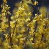 All Ornamental Shrubs * | Forsythia Intermedia Goldrausch | 12L Pot