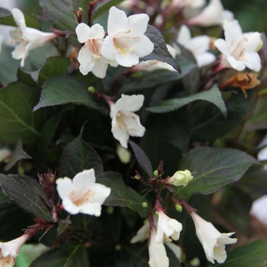 All Ornamental Shrubs * | Weigela Ebony And Ivory ('Velda') (Pbr) | 2L Pot