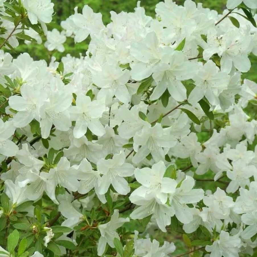 All Ornamental Shrubs * | Rhododendron (Aronense Group) Hisako | 2 Litre Pot