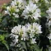 Campanula Plants * | Campanula Glomerata Var. Alba Schneekrone | 9Cm Pot