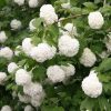 All Ornamental Shrubs * | Viburnum Opulus Roseum | 12L Pot