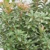 All Ornamental Shrubs * | Pieris Japonica Little Heath | 2 Litre Pot