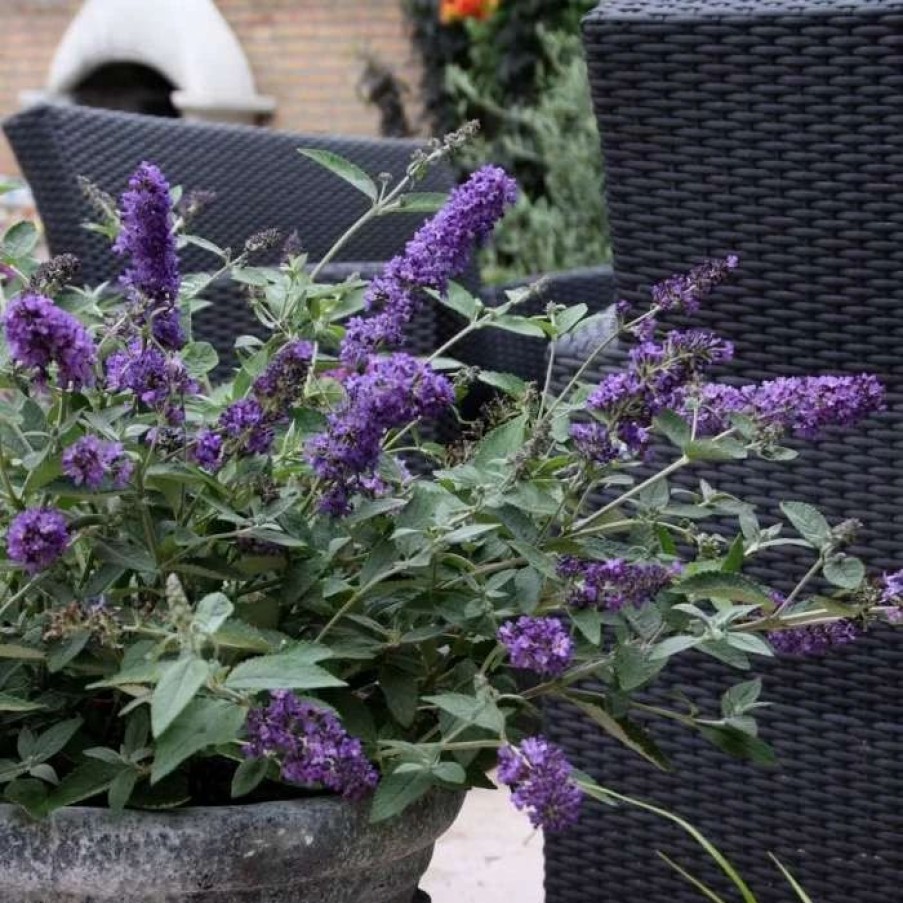 All Ornamental Shrubs * | Buddleja Flutterby Petite Blue Heaven ('Podaras No 8') (Pbr) (Flutterby Petite Series) | 2 Litre Pot