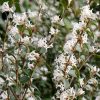 All Ornamental Shrubs * | Osmanthus X Burkwoodii | 2 Litre Pot