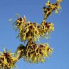 All Ornamental Shrubs * | Hamamelis Intermedia Pallida | 12L Pot