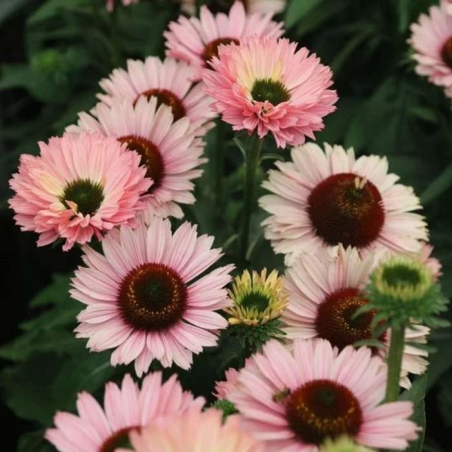 Echinacea Plants * | Echinacea Sunseekers Salmon ('Ifecsssal') (Pbr) (Sunseekers Series) | 9Cm Pot