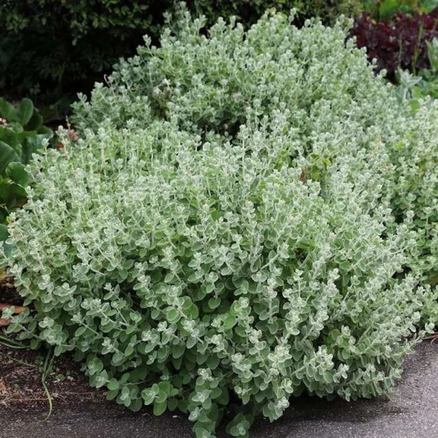 All Ornamental Shrubs * | Ballota Pseudodictamnus | 2 Litre Pot