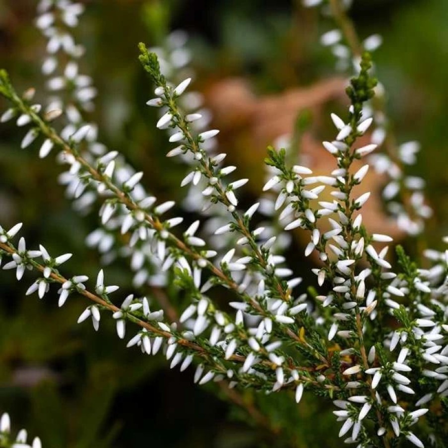 All Ornamental Shrubs * | Calluna Vulgaris Melanie | 9Cm Pot