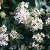 All Ornamental Shrubs * | Viburnum Tinus French White | 2 Litre Pot