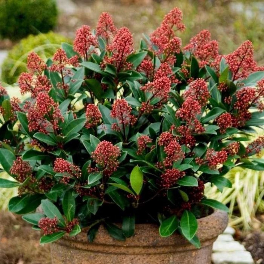 All Ornamental Shrubs * | Skimmia Japonica Rubella | 5L Pot