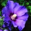 All Ornamental Shrubs * | Hibiscus Syriacus Oiseau Bleu | 2 Litre Pot