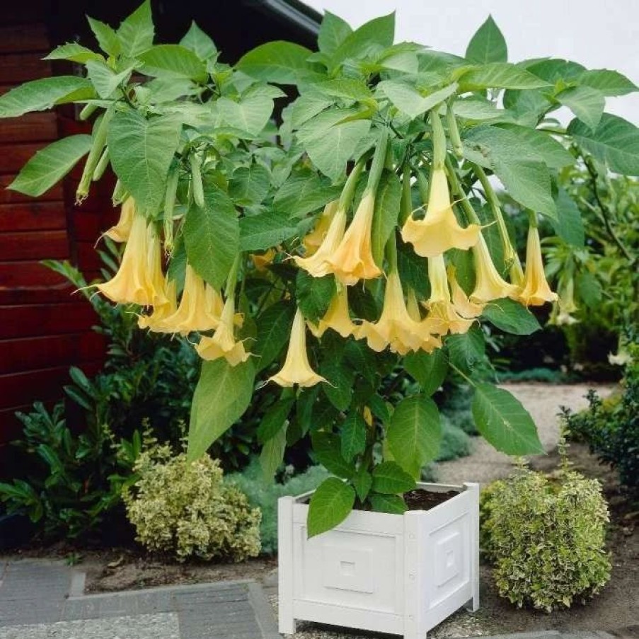 All Ornamental Shrubs * | Brugmansia Yellow | 19Cm Pot