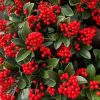 All Ornamental Shrubs * | Skimmia Japonica Temptation (Pbr) | 5L Pot