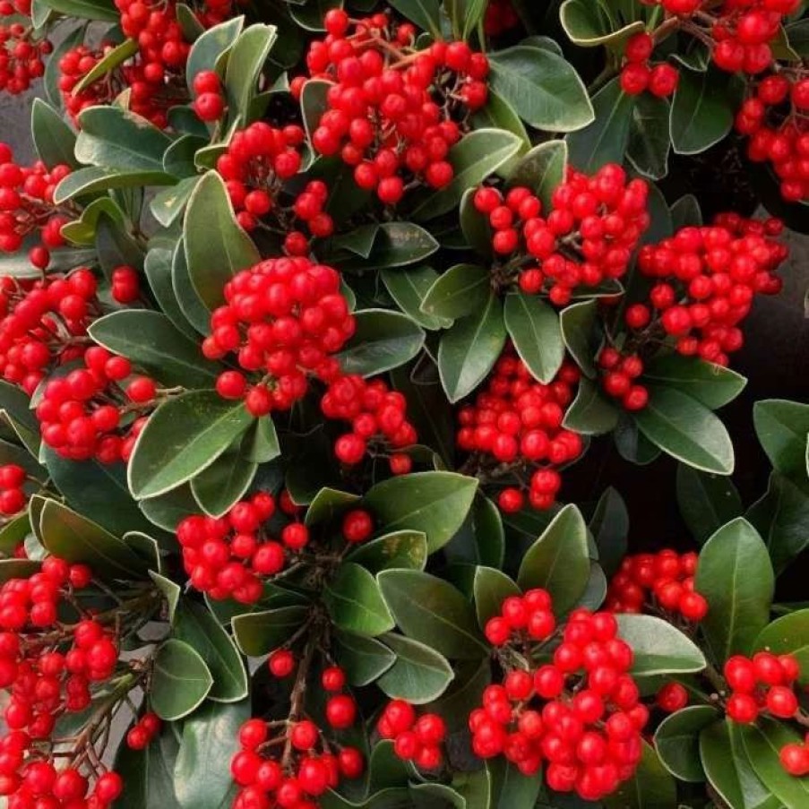 All Ornamental Shrubs * | Skimmia Japonica Temptation (Pbr) | 5L Pot