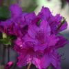 All Ornamental Shrubs * | Rhododendron Blue Danube | 2 Litre Pot