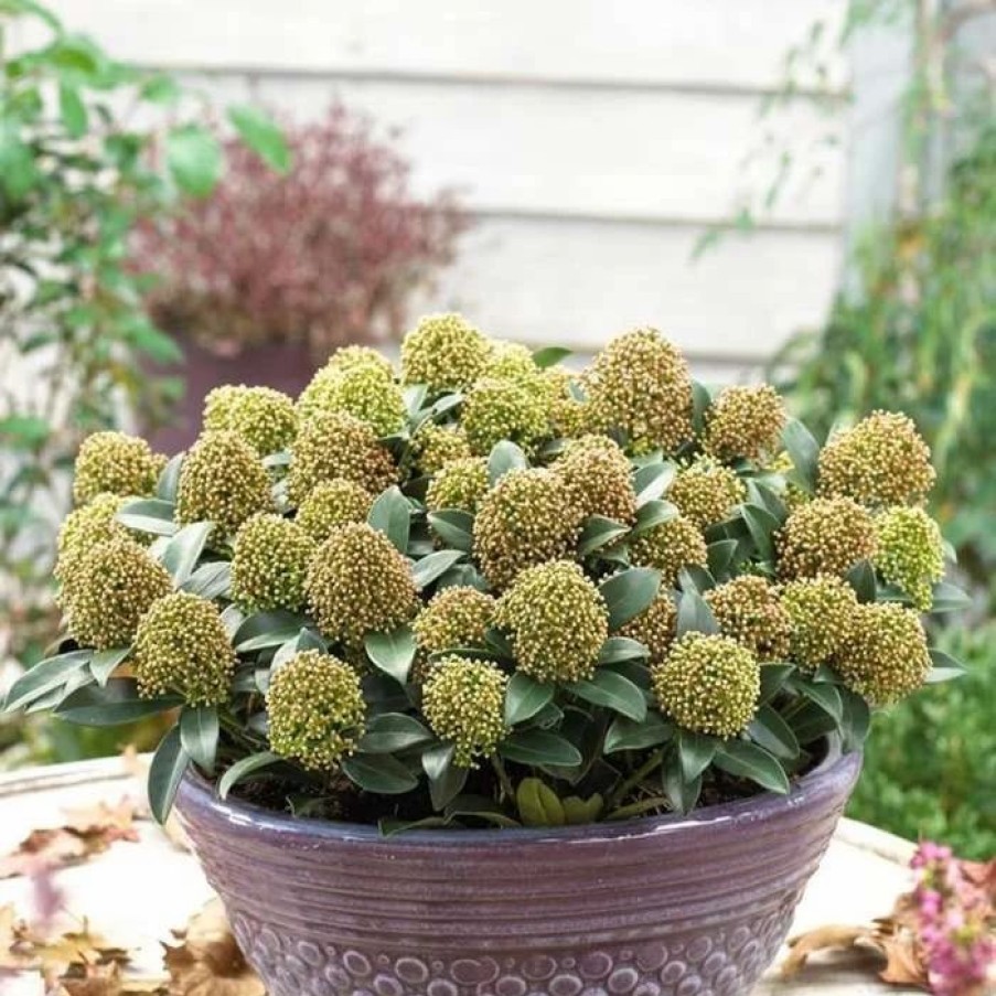 All Ornamental Shrubs * | Skimmia Japonica White Dwarf ('Moerings 1') (Pbr) | 9Cm Pot