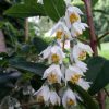 All Ornamental Shrubs * | Deutzia Pulchra | 2L Pot