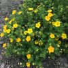 All Ornamental Shrubs * | Potentilla Fruticosa Bella Lindsey ('Hendlin') (Pbr) | 2L Pot