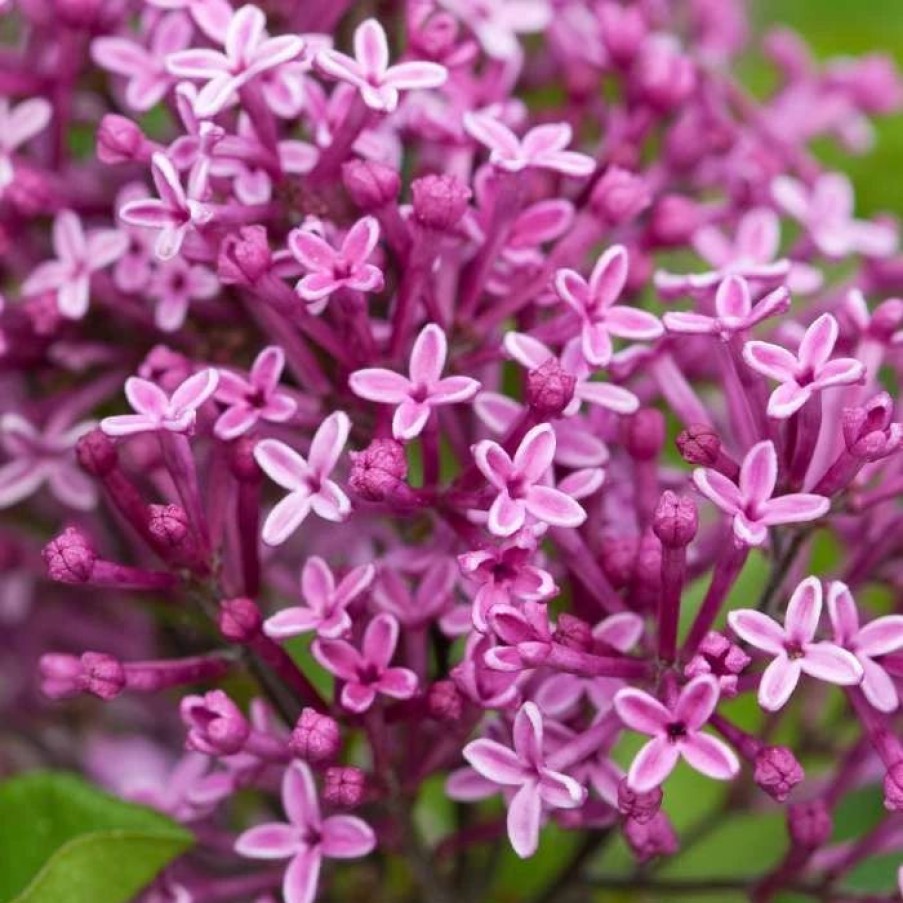 All Ornamental Shrubs * | Syringa Bloomerang Dark Purple ('Smsjbp7') (Pbr) | 12L Pot