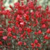 All Ornamental Shrubs * | Cytisus Boskoopii Boskoop Ruby | 1.5L Pot