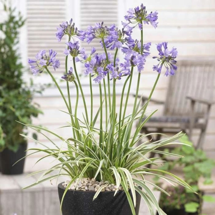 Agapanthus Plants * | Agapanthus Silver Moon ('Notfred') (Pbr) | 9Cm Pot